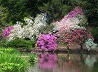 Rhododendron Parc Burcina