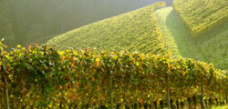 Des rangées de vignes sur les collines