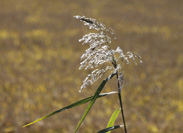 Sprig of paddy