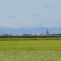 Novara und seine Reisfelder